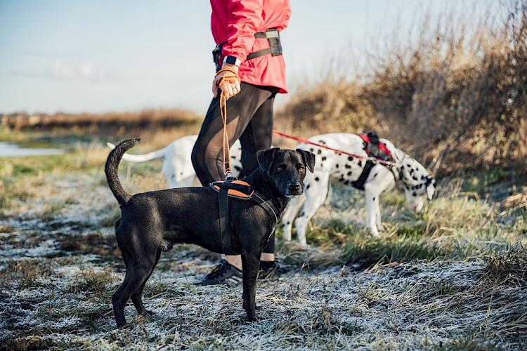 Walking dogs in public